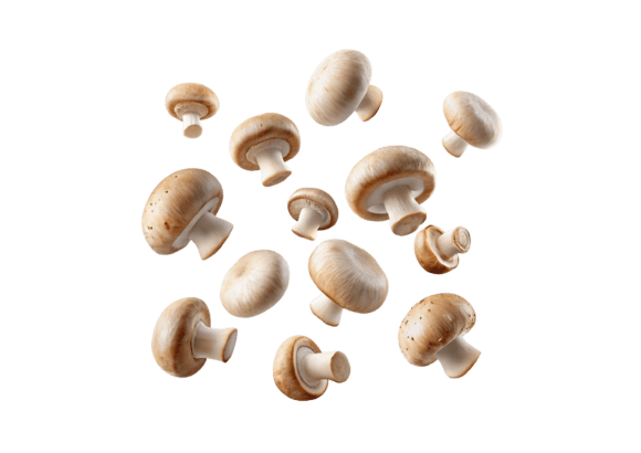 Download Champignon Mushroom PNG - Png Collection