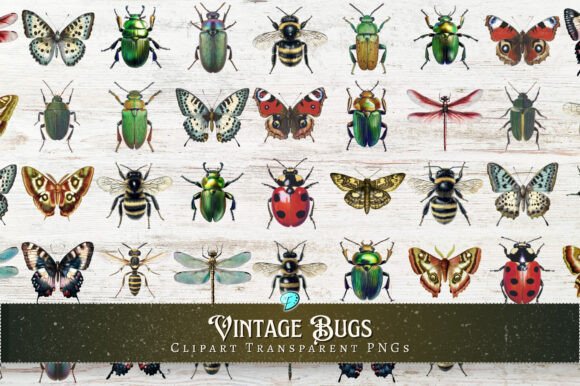Download Vintage Bugs Clipart Transparent PNGs - Png Collection