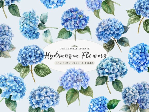 Download Blue Hydrangea Png, Hydrangea Botany Png - Png Collection