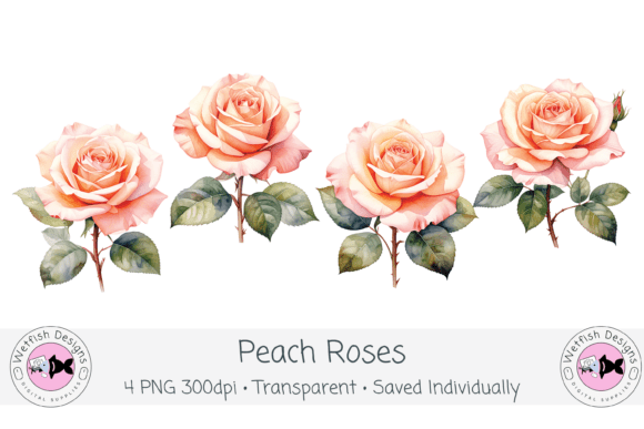 Download Watercolor PNG 300dpi Peach Roses - Png Collection